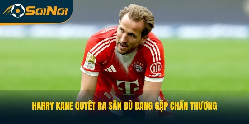 Harry Kane quyết ra sân dù đang gặp chấn thương